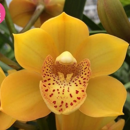 CYMBIDIUM ORCHID LOVELY SUE