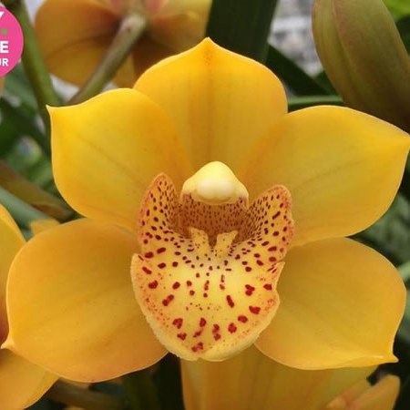 CYMBIDIUM ORCHID LOVELY SUE