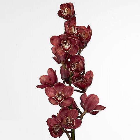 CYMBIDIUM ORCHID LUCIFER