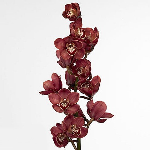 CYMBIDIUM ORCHID LUCIFER