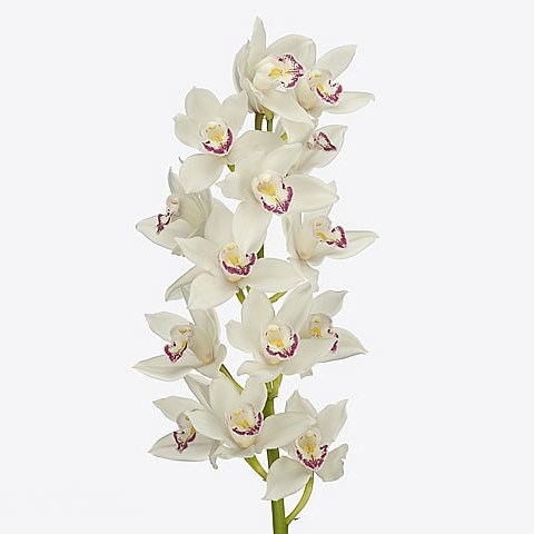 CYMBIDIUM ORCHID LUCKY SUE