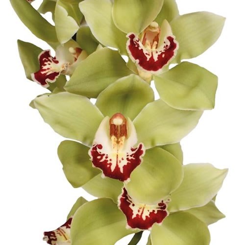 CYMBIDIUM ORCHID MACHTELD