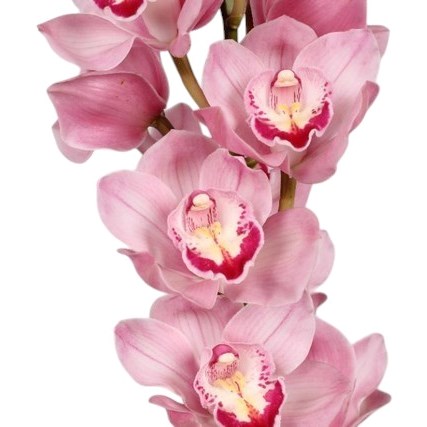 CYMBIDIUM ORCHID MAGIC KIWI SUE