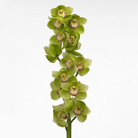 CYMBIDIUM ORCHID MAJESTIC