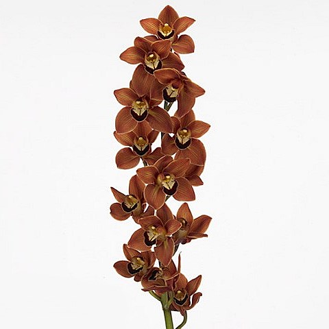 CYMBIDIUM ORCHID MANON