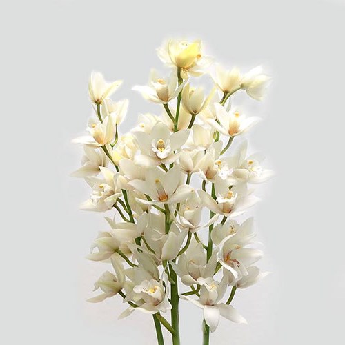 CYMBIDIUM ORCHID MARGOT