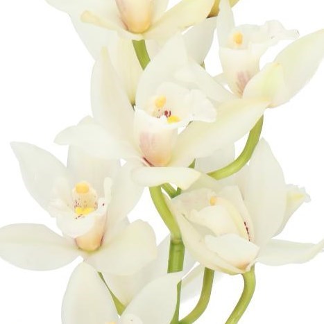 CYMBIDIUM ORCHID MARGOT