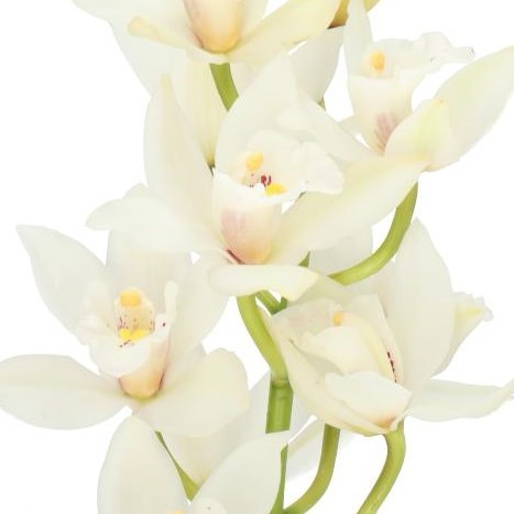 CYMBIDIUM ORCHID MARGOT