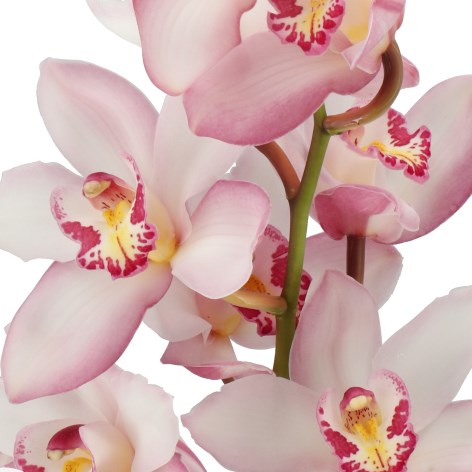 CYMBIDIUM ORCHID MARIANGELA