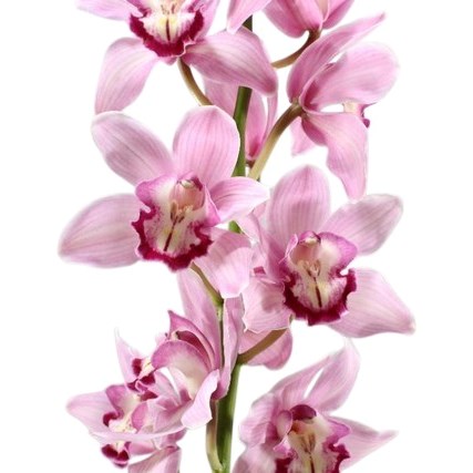 CYMBIDIUM ORCHID MARTINE