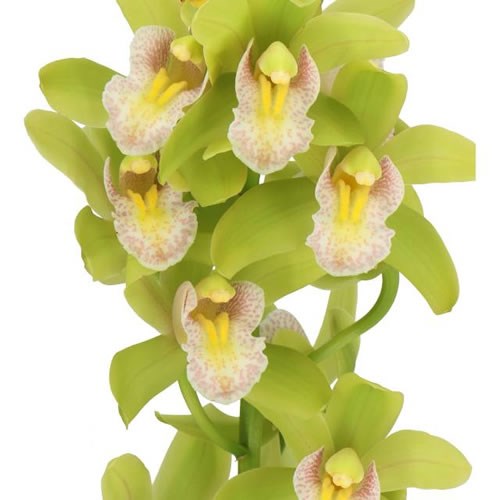 CYMBIDIUM ORCHID MAXIME