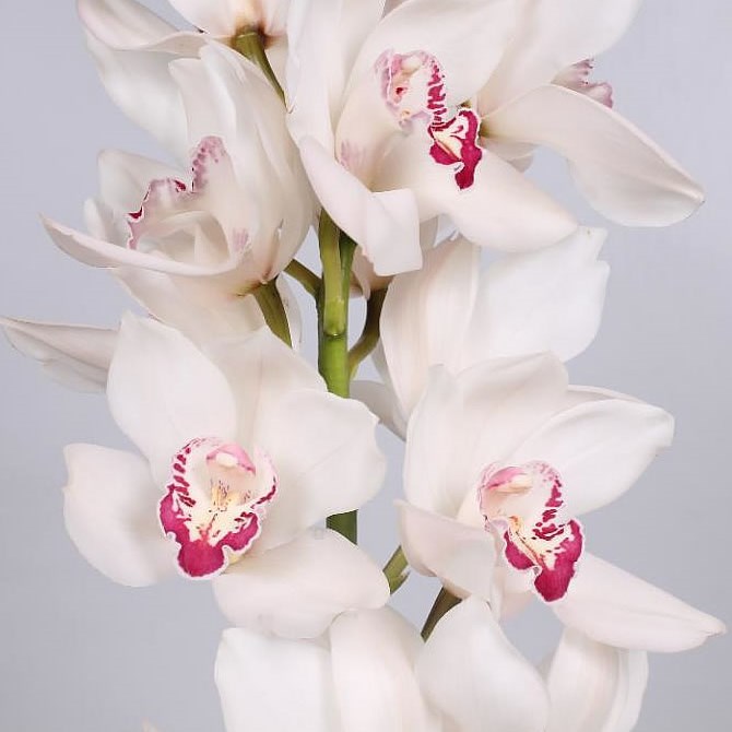CYMBIDIUM ORCHID MAZURKA