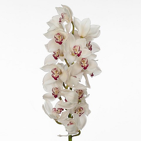 CYMBIDIUM ORCHID MAZURKA