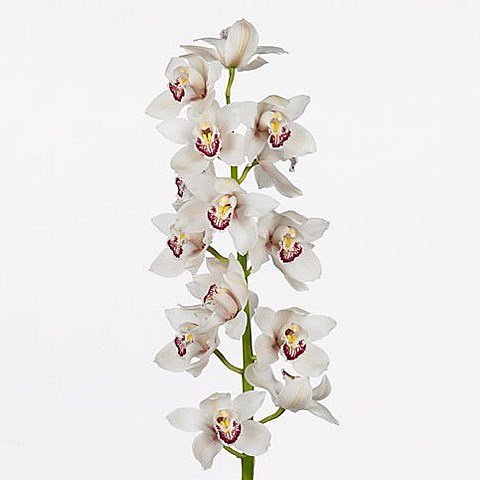 CYMBIDIUM ORCHID MELINE