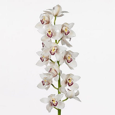 CYMBIDIUM ORCHID MELINE