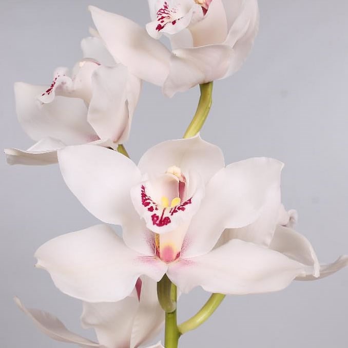 CYMBIDIUM ORCHID MELINE