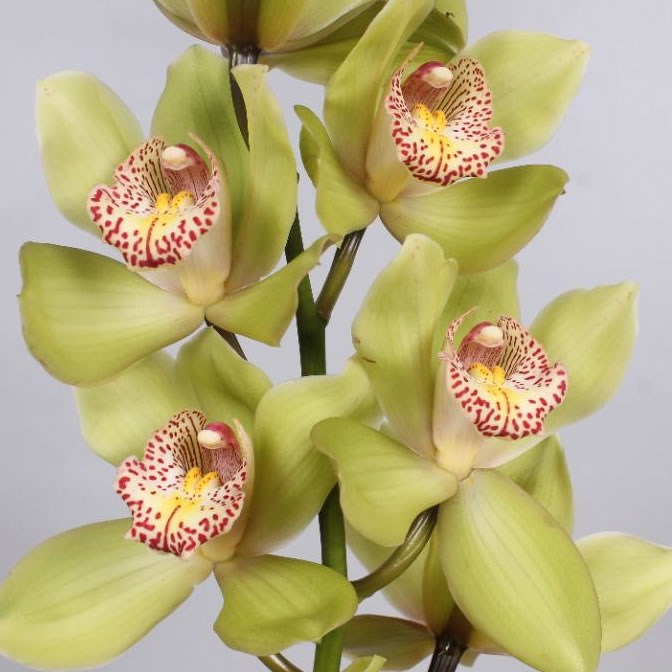 CYMBIDIUM ORCHID MELISSA