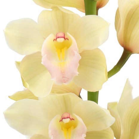 CYMBIDIUM ORCHID MELODY (GROWER PACK)