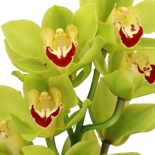 CYMBIDIUM ORCHID MIDORIYAMA