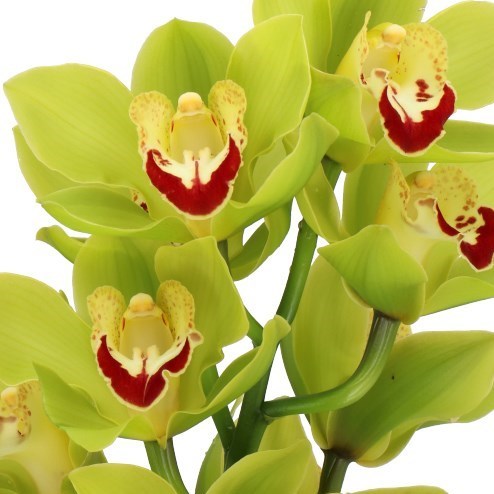 CYMBIDIUM ORCHID MIDORIYAMA