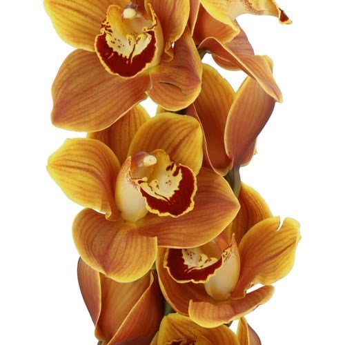 CYMBIDIUM ORCHID MIGHTY KAREN RENES WISH
