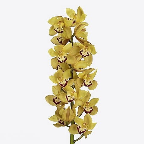 CYMBIDIUM ORCHID MILOU