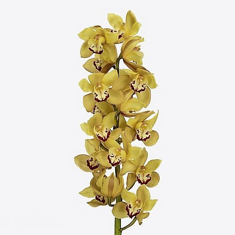 CYMBIDIUM ORCHID MILOU