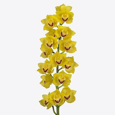 CYMBIDIUM ORCHID MIMOSA