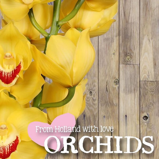 CYMBIDIUM ORCHID MIMOSA