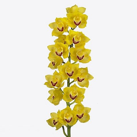CYMBIDIUM ORCHID MIMOSA
