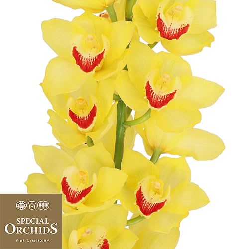 CYMBIDIUM ORCHID MIMOSA (GROWER PACK)