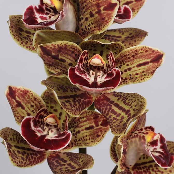 CYMBIDIUM ORCHID  MINI DAPHNE ELISE