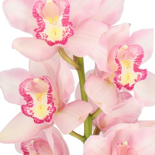 CYMBIDIUM ORCHID MISS PIGGY