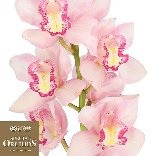 CYMBIDIUM ORCHID MISS PIGGY (GROWER PACK)