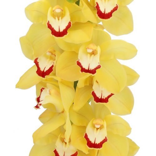 CYMBIDIUM ORCHID MISS SAIGON