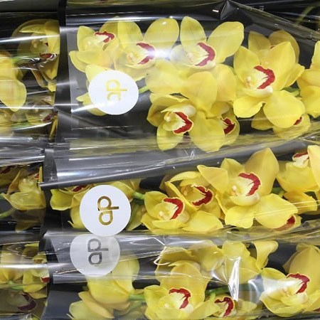 CYMBIDIUM ORCHID MISS SAIGON