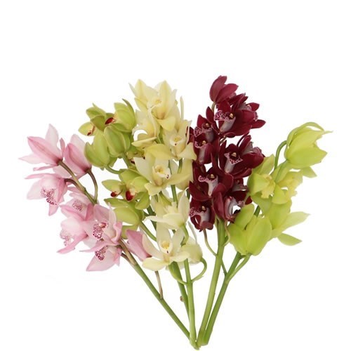 CYMBIDIUM ORCHID MIX (10)