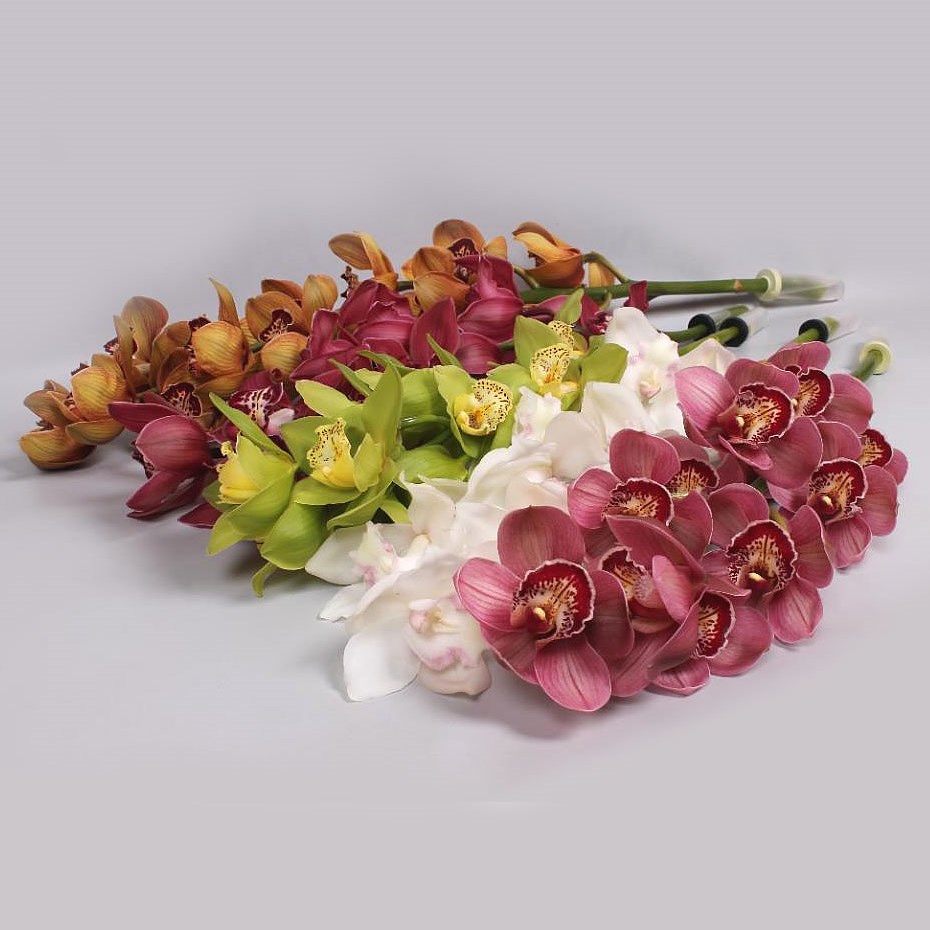 CYMBIDIUM ORCHID MIX (COLS MAY VARY)