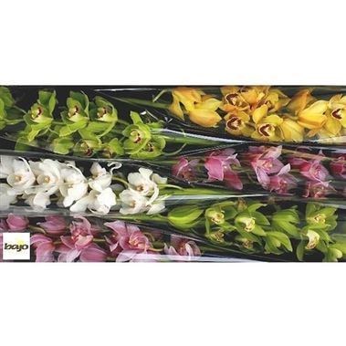 CYMBIDIUM ORCHID MIX (COLS MAY VARY)