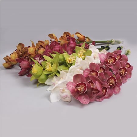 CYMBIDIUM ORCHID MIX (COLS MAY VARY)