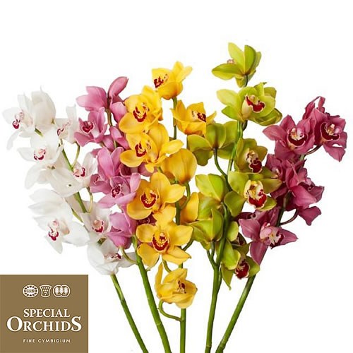 CYMBIDIUM ORCHID MIX (GROWER PACK) 70cm x 6 Wholesale Dutch Flowers UK