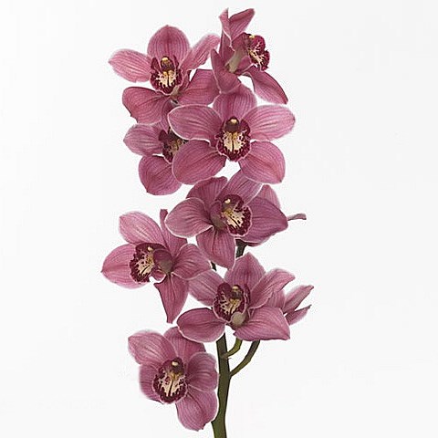 CYMBIDIUM ORCHID MONICA