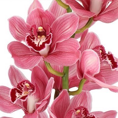 CYMBIDIUM ORCHID MONICA