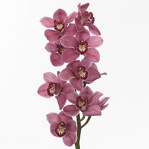CYMBIDIUM ORCHID MONICA
