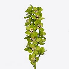 CYMBIDIUM ORCHID MRS DUBLIN