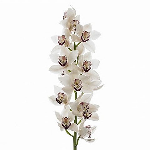CYMBIDIUM ORCHID MRS ESMEE