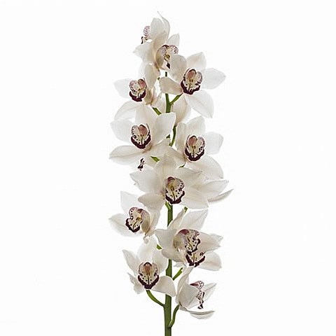CYMBIDIUM ORCHID MRS ESMEE