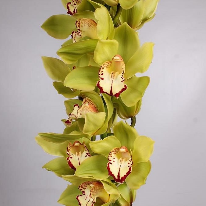CYMBIDIUM ORCHID MRS. EVELINE