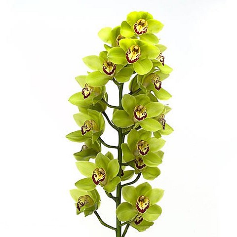 CYMBIDIUM ORCHID MRS. MAXIMA