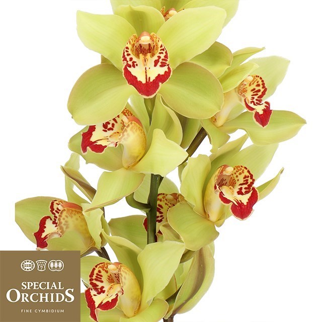 CYMBIDIUM ORCHID MRS MAXIMA